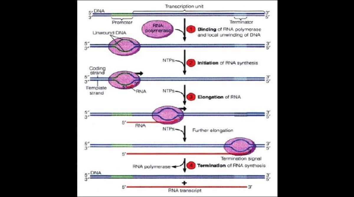 RNA polymerases: Unravelling the structural components