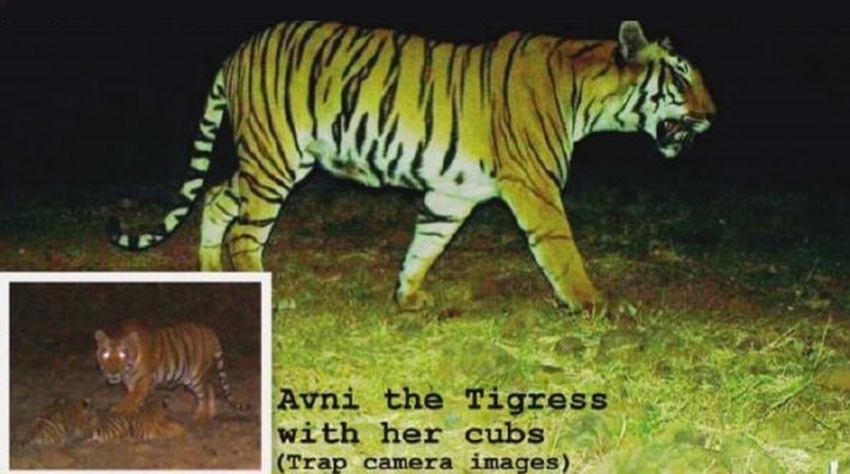 tigress killing, postmortem report, tigress Avni, Uddhav Thackeray