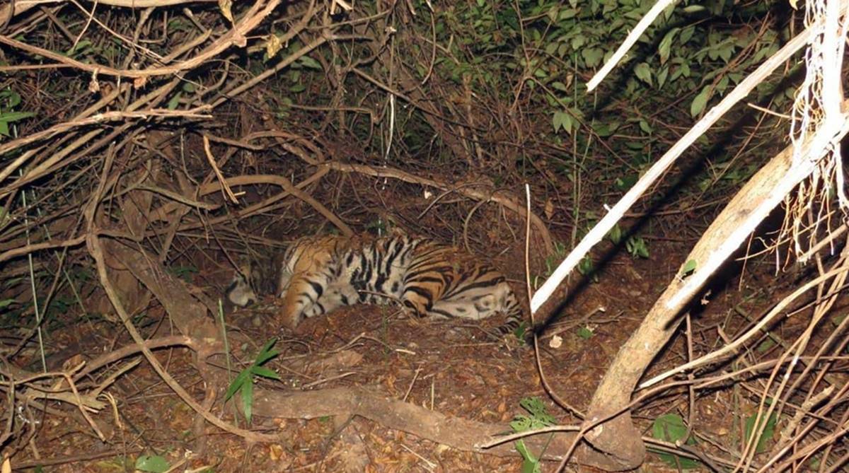 Kanha tiger translocated to Odisha’s Satkosia reserve in June is dead