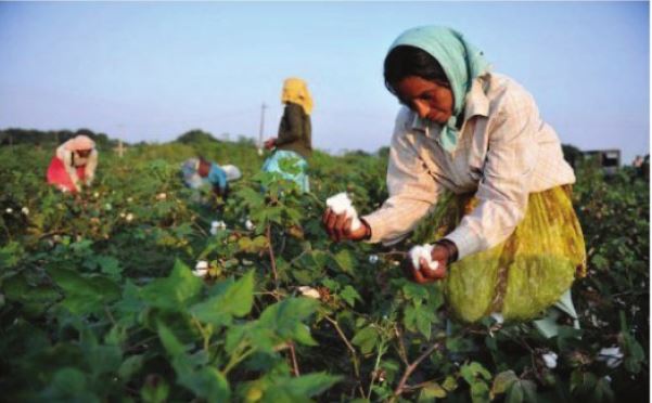 Maharashtra, cotton farming, Longaon village, chemical pesticides, Better Cotton Initiative, Krishi Vigyan Kendra