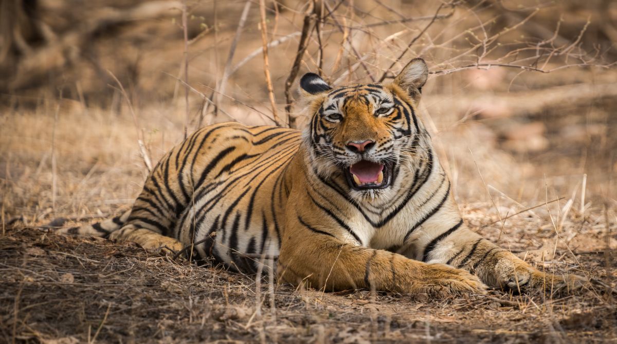 After Avni, UP villagers kill tigress by running tractor over it for mauling man