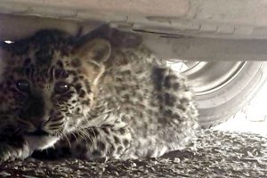 Leopard cub rescued by forest officials in Shimla