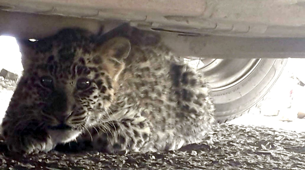 Leopard cub rescued by forest officials in Shimla