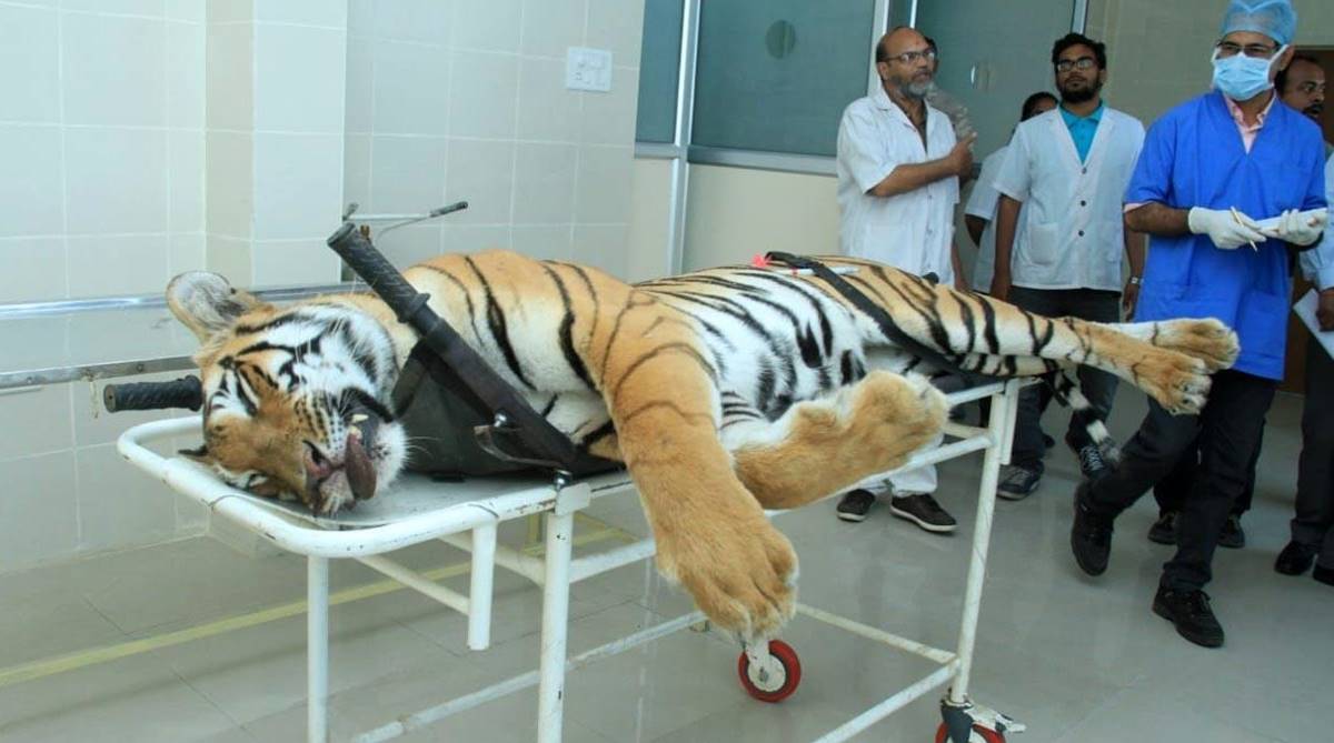 Murder of a tigress