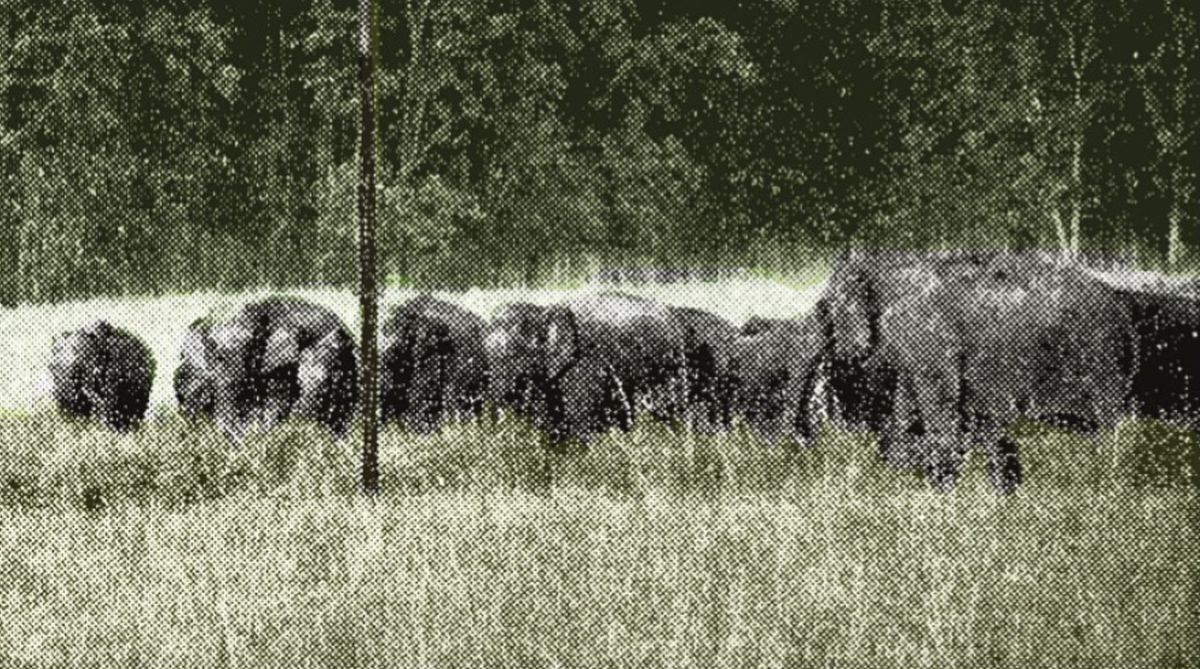 Elephants, Palamau National Park, Corbett National Park, Ramganga, animals, Rubicon