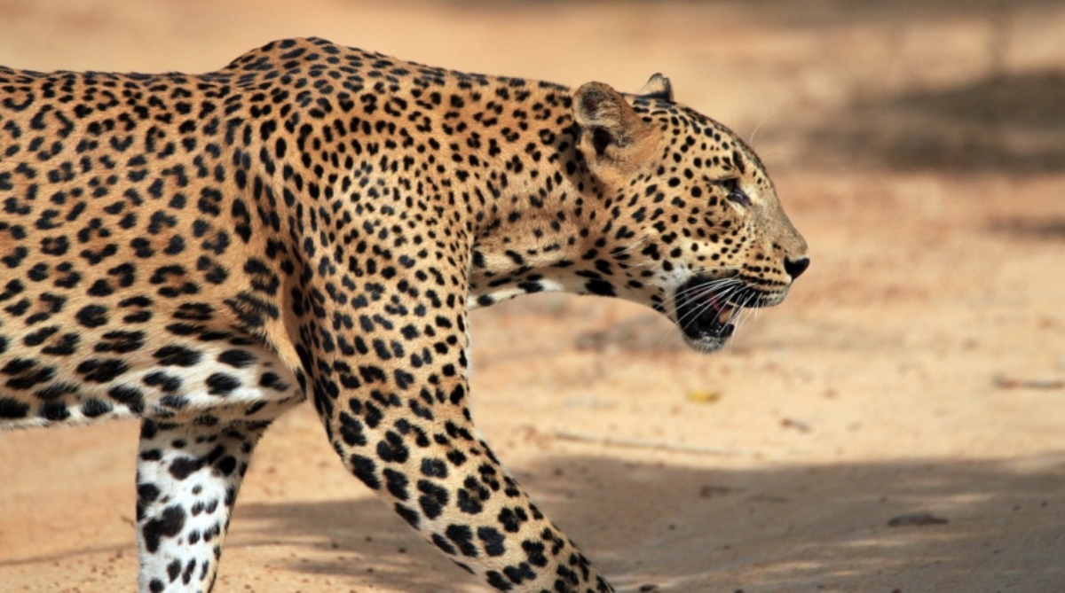 Leopard spoils remote village’s cricket tournament by stealing ‘prize’