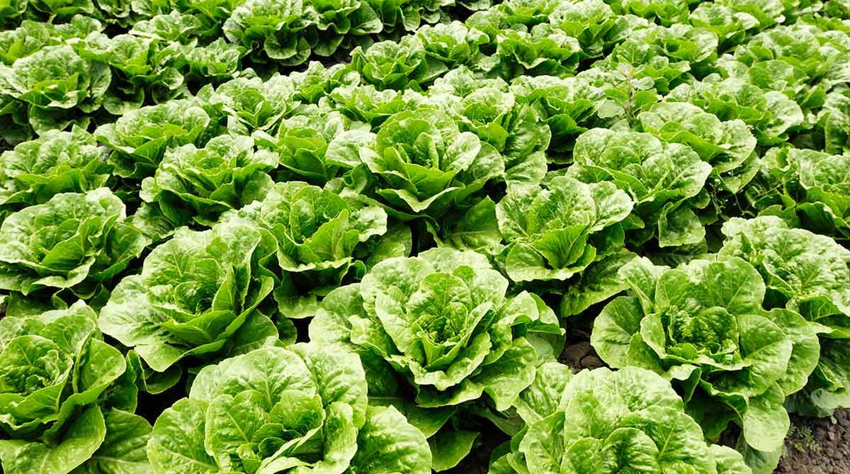 Lettuce – the greenest of all the leafy Greens