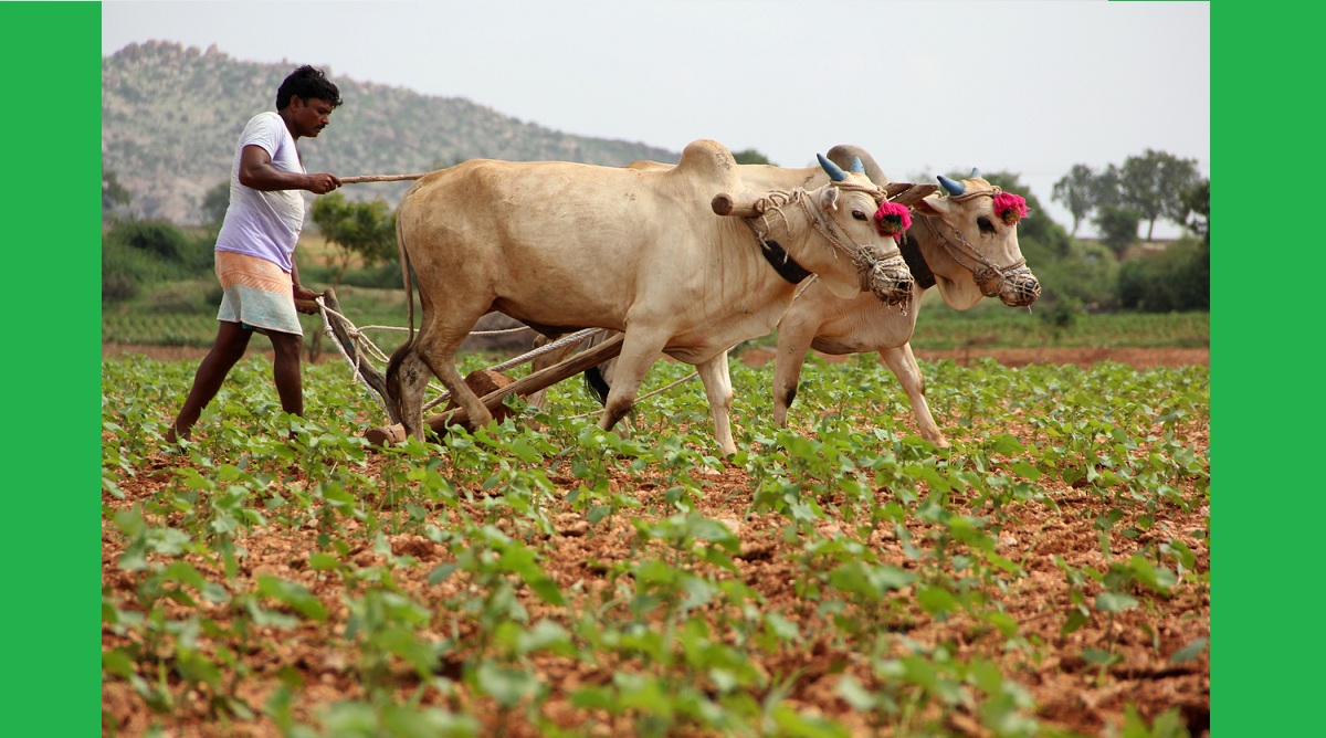 Onion farmer finds novel way to register protest with PM Narendra Modi