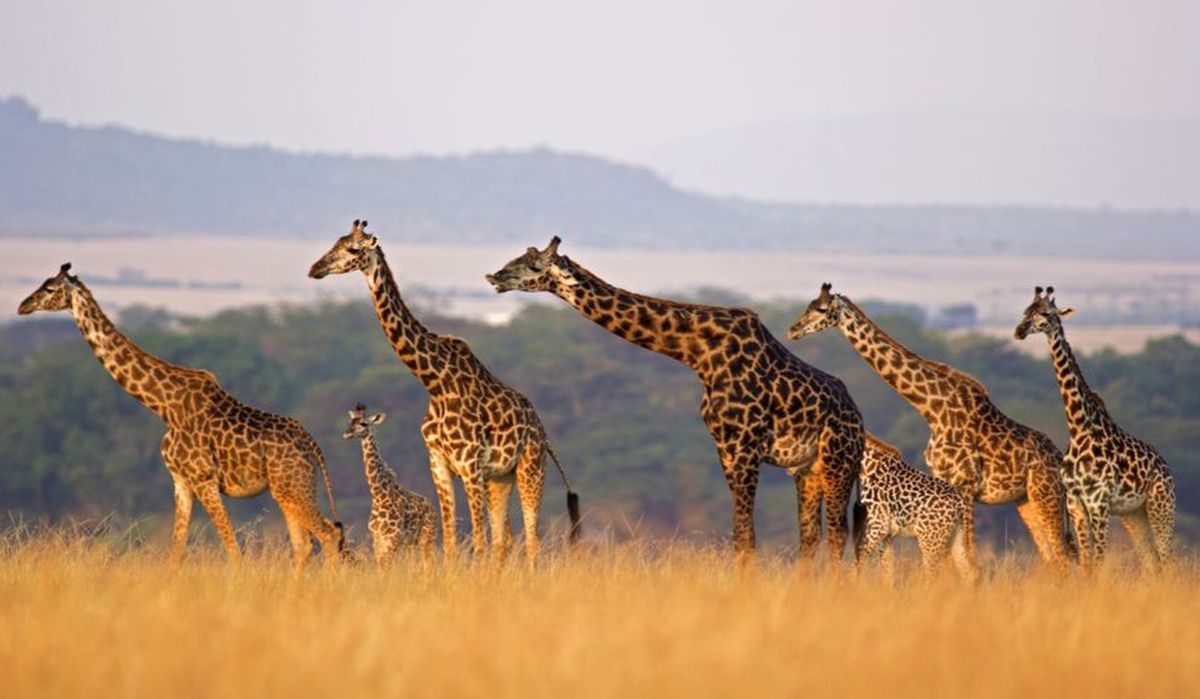 Dreadful facts: Giraffe is almost extinct - The Statesman