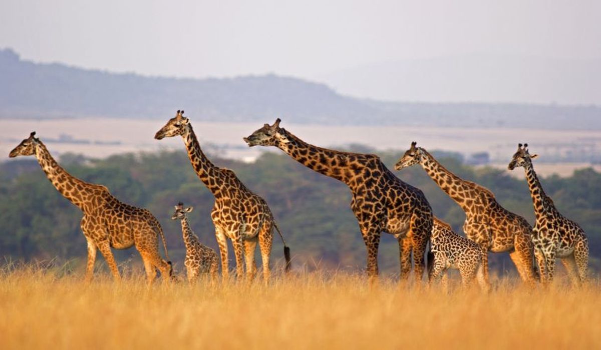 Dreadful facts: Giraffe is almost extinct