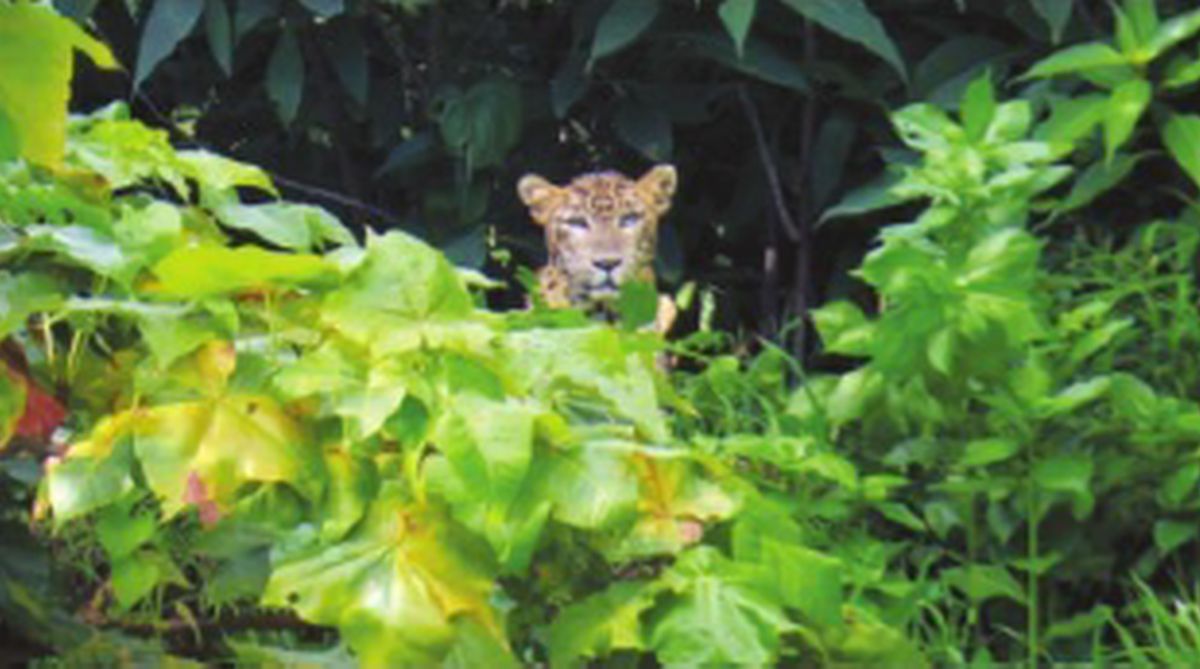 The ‘good’ leopards of Mumbai’s urban forest