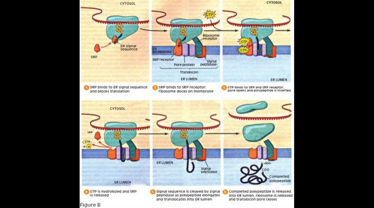 Enabling protein synthesis