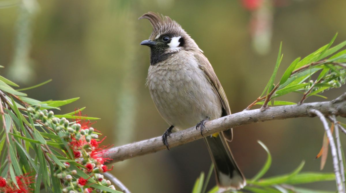 Do you understand what birds say?