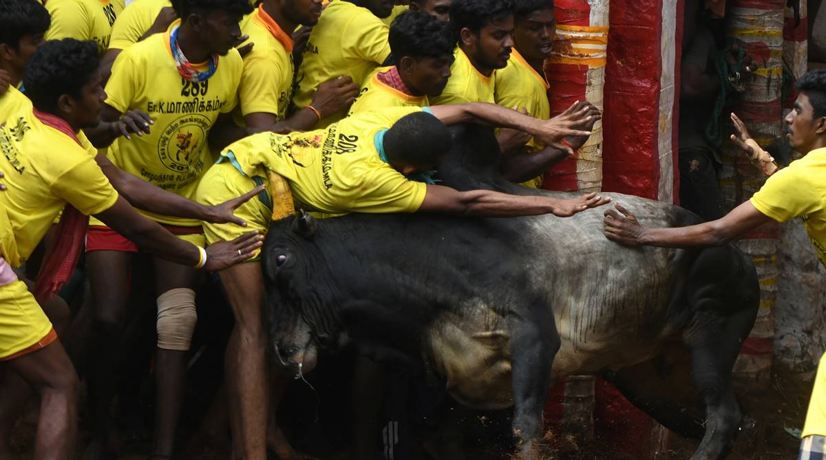 Tragedy at Viralimalai Jallikattu event, two spectators gored to death