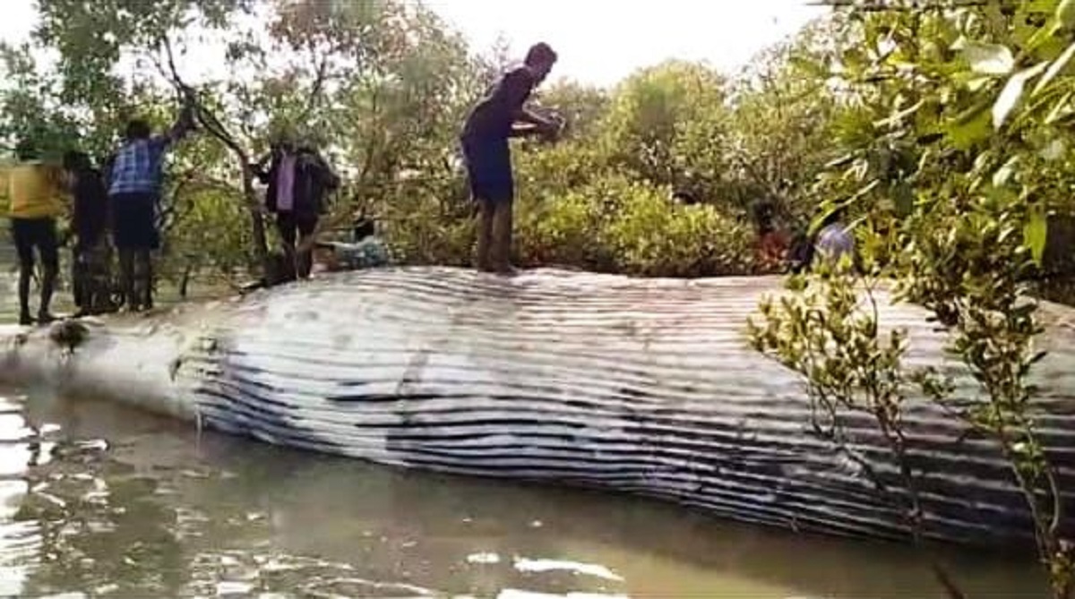 Body of giant sized whale washes ashore in Gahirmatha