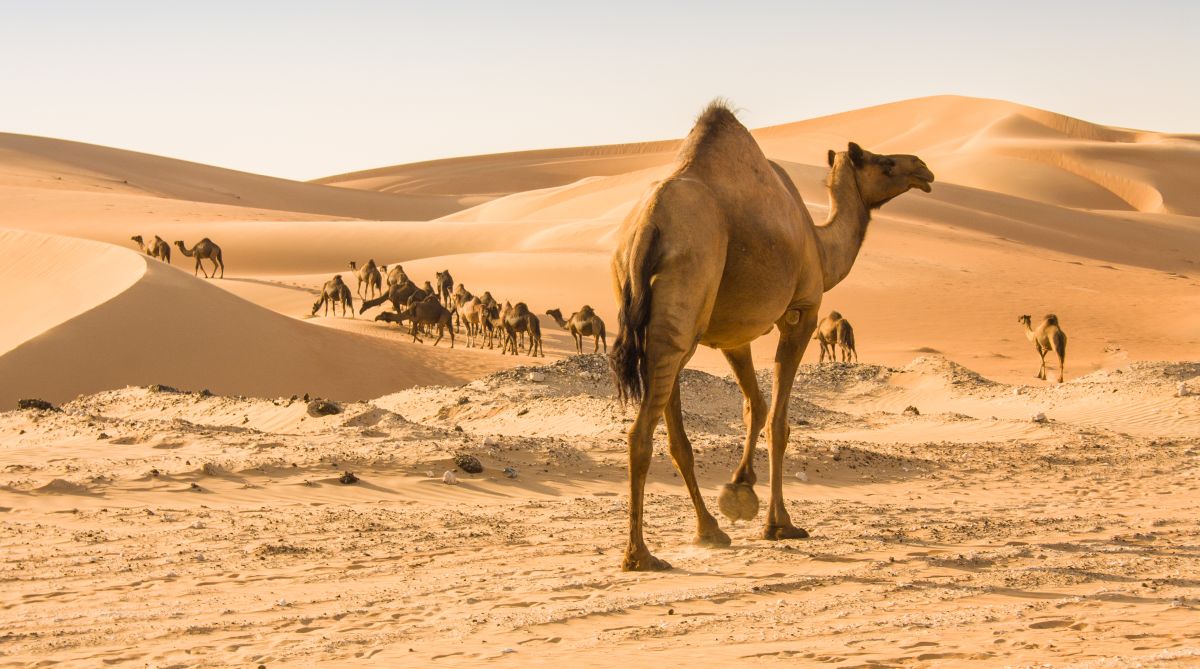 Arabian Nights, desert storm, Abu Dhabi, UAE, desert