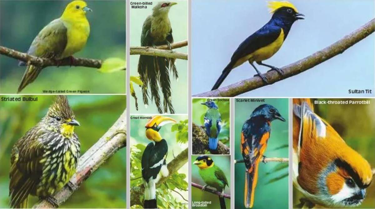 North Bengal — a paradise for birdwatchers