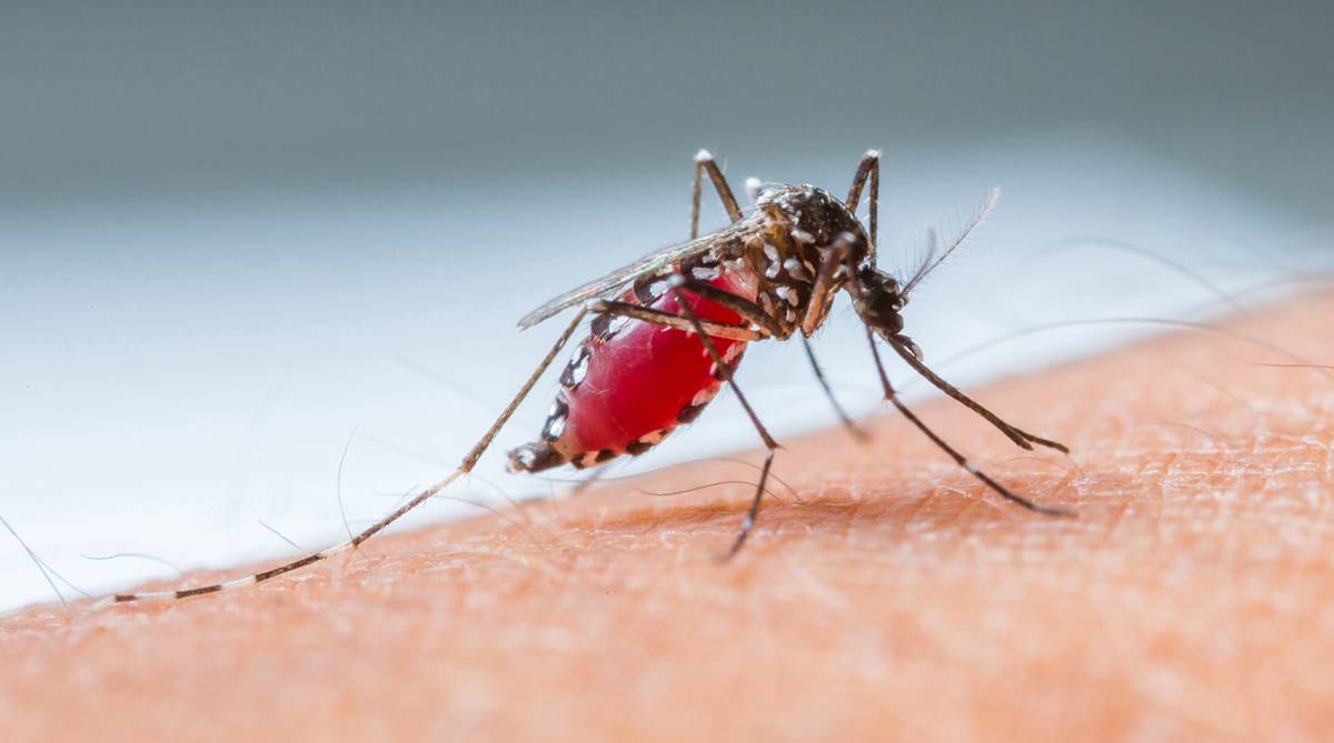 Dengue fever cases in Laos increase to 2,041