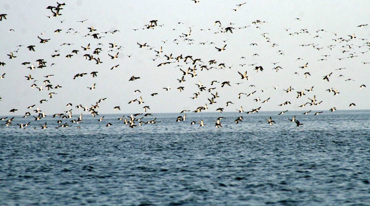 103 species of winged visitors recorded in Pong Dam