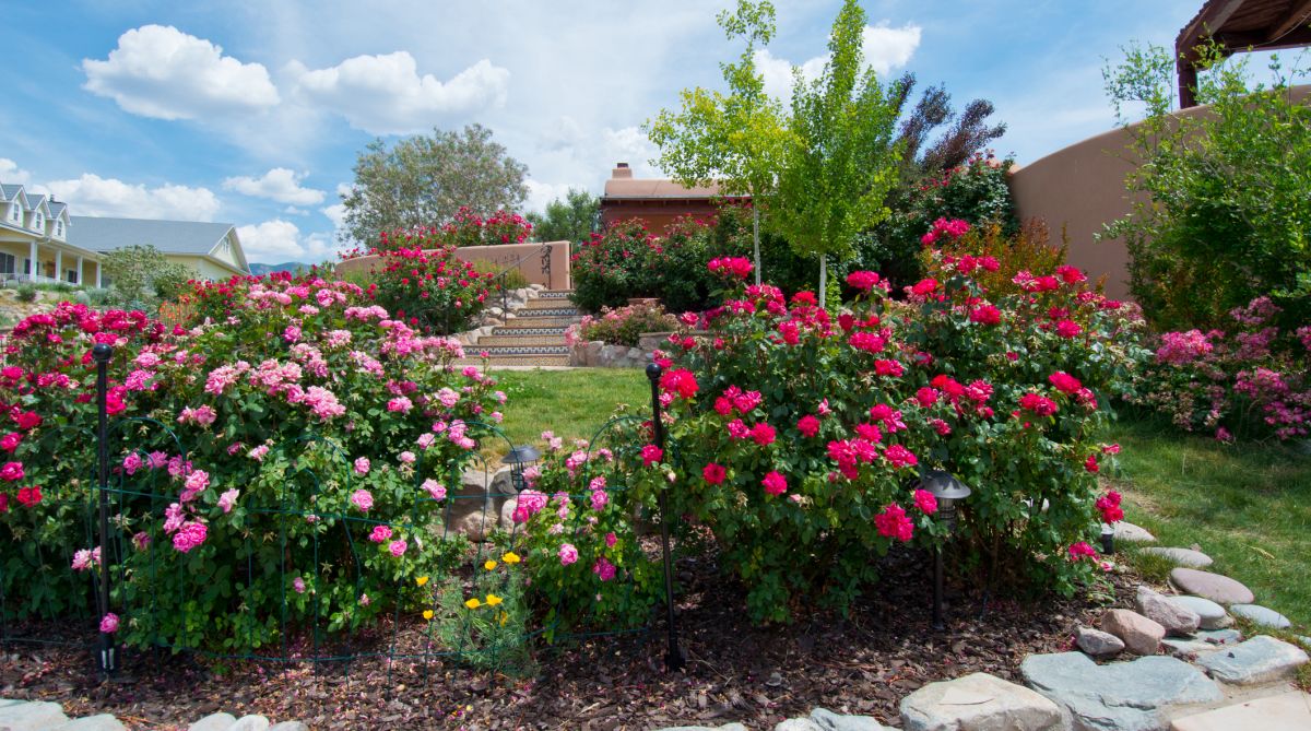 Grow these roses in your spring garden this season