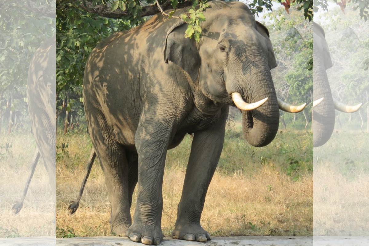 Elephant tramples Delhi pilgrim to death in Rishikesh