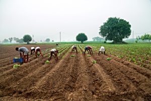 Due to rain deficit, crop sowing in Gujarat sees fall