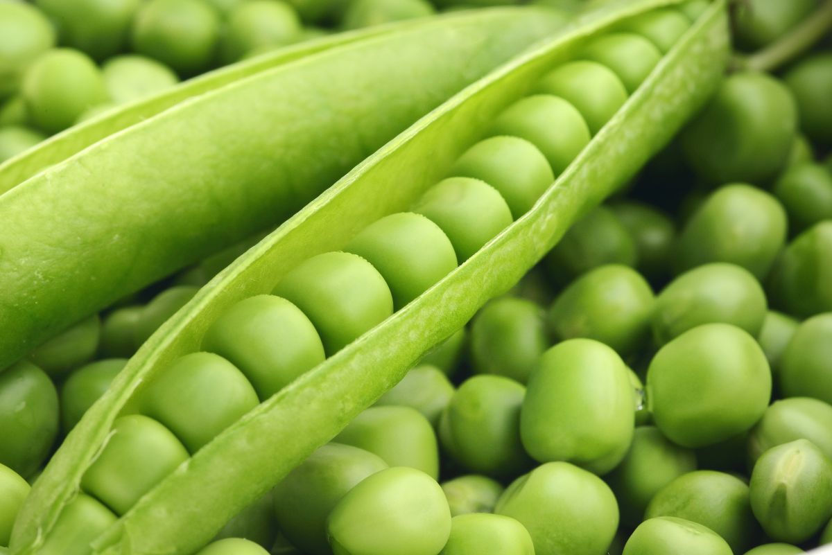 Peas are much more than their sweet zest and pretty green blush