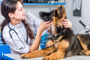 Six signs that your pet is sick