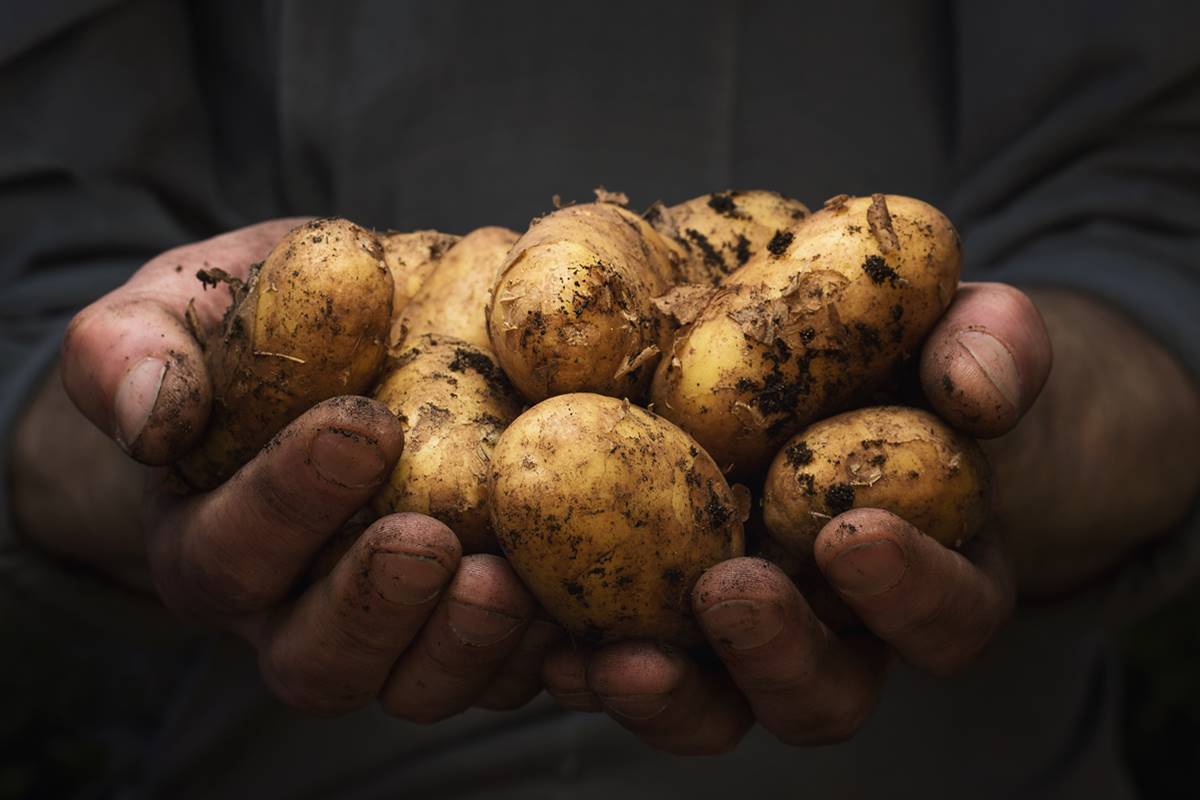 Potato potboiler? Life beyond Chips n Fries