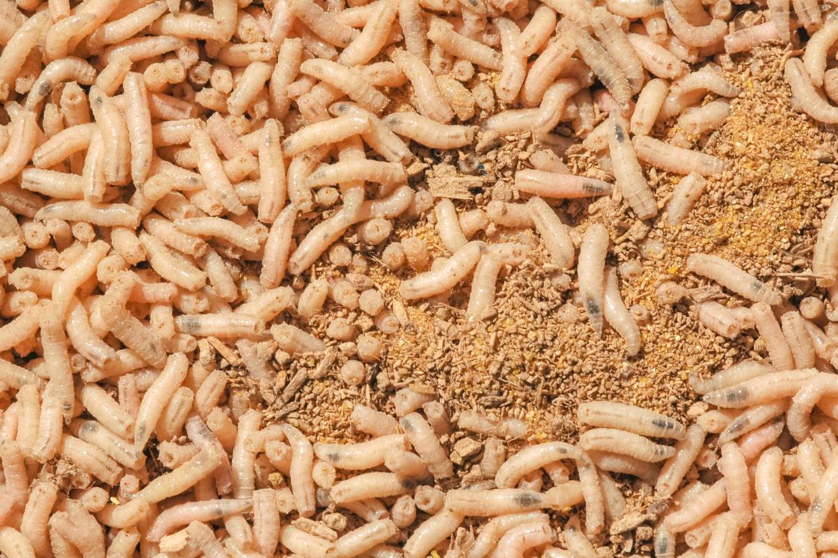 How to Kill Maggots and Get Rid of Infestation