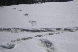 Indian Army finds ‘Yeti footprints’, tweets photographs