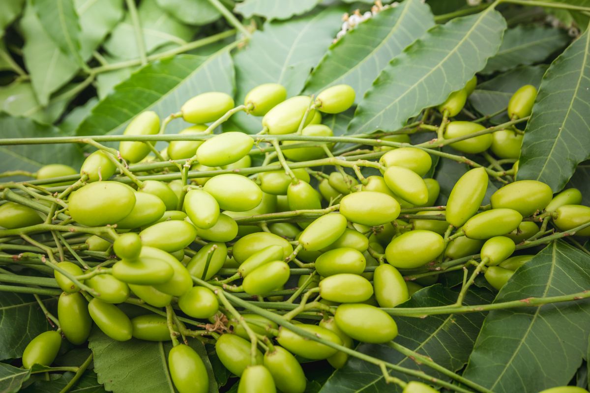 These Neem benefits will change your life