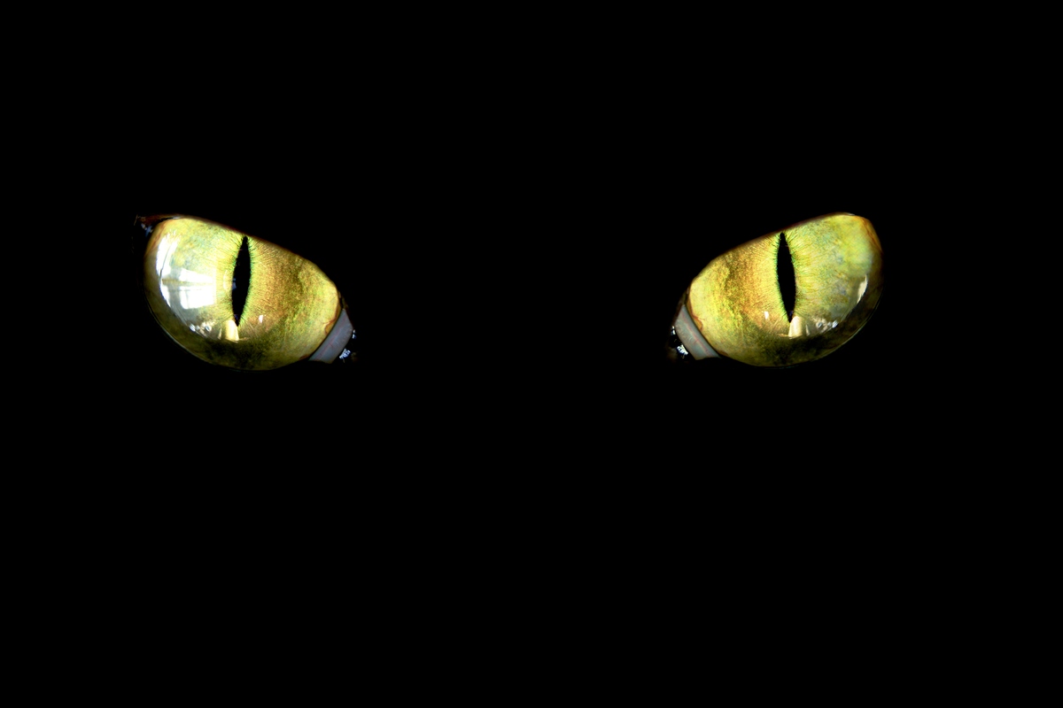 How superstitions spread, scientists decode