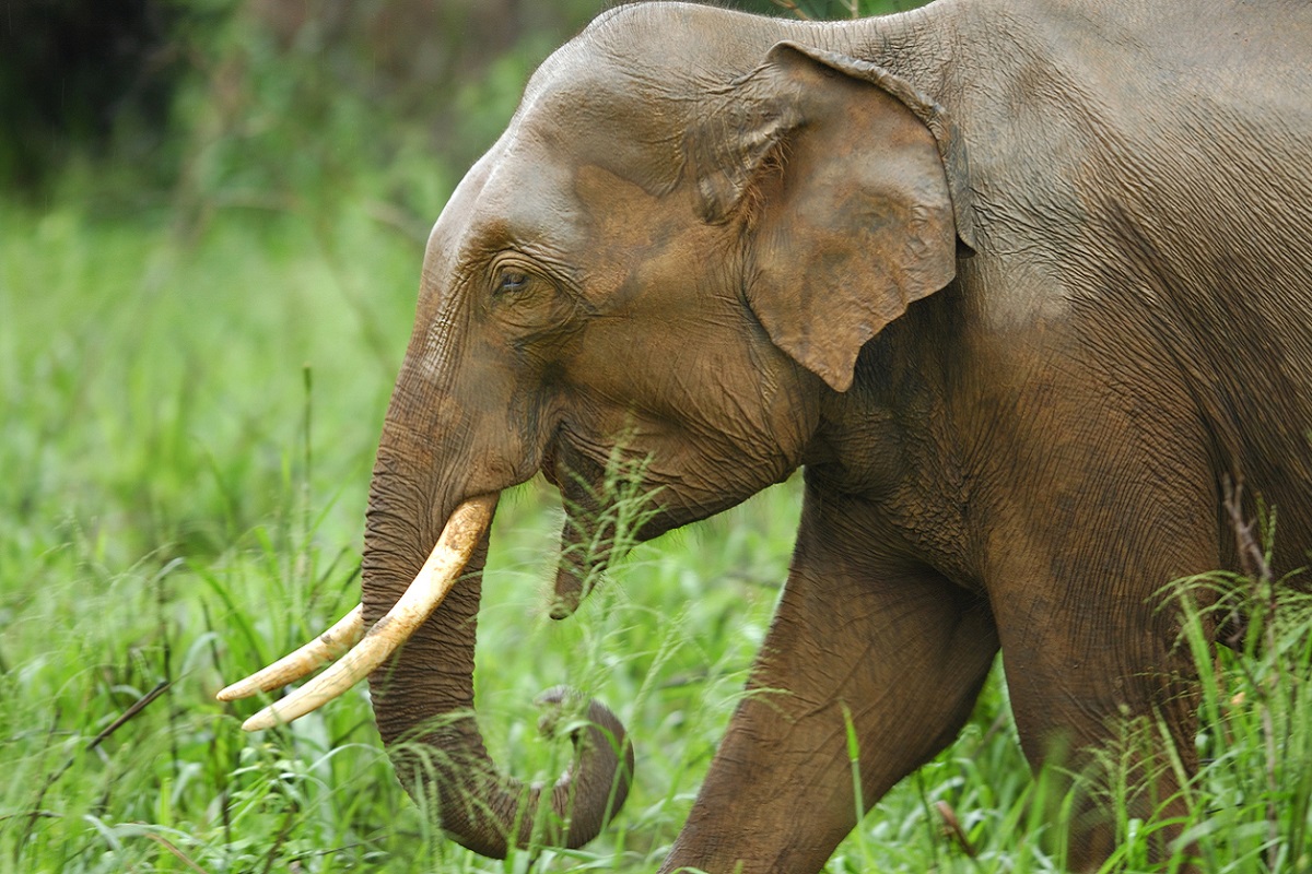 Wild elephant kills five in Odisha’s Talcher