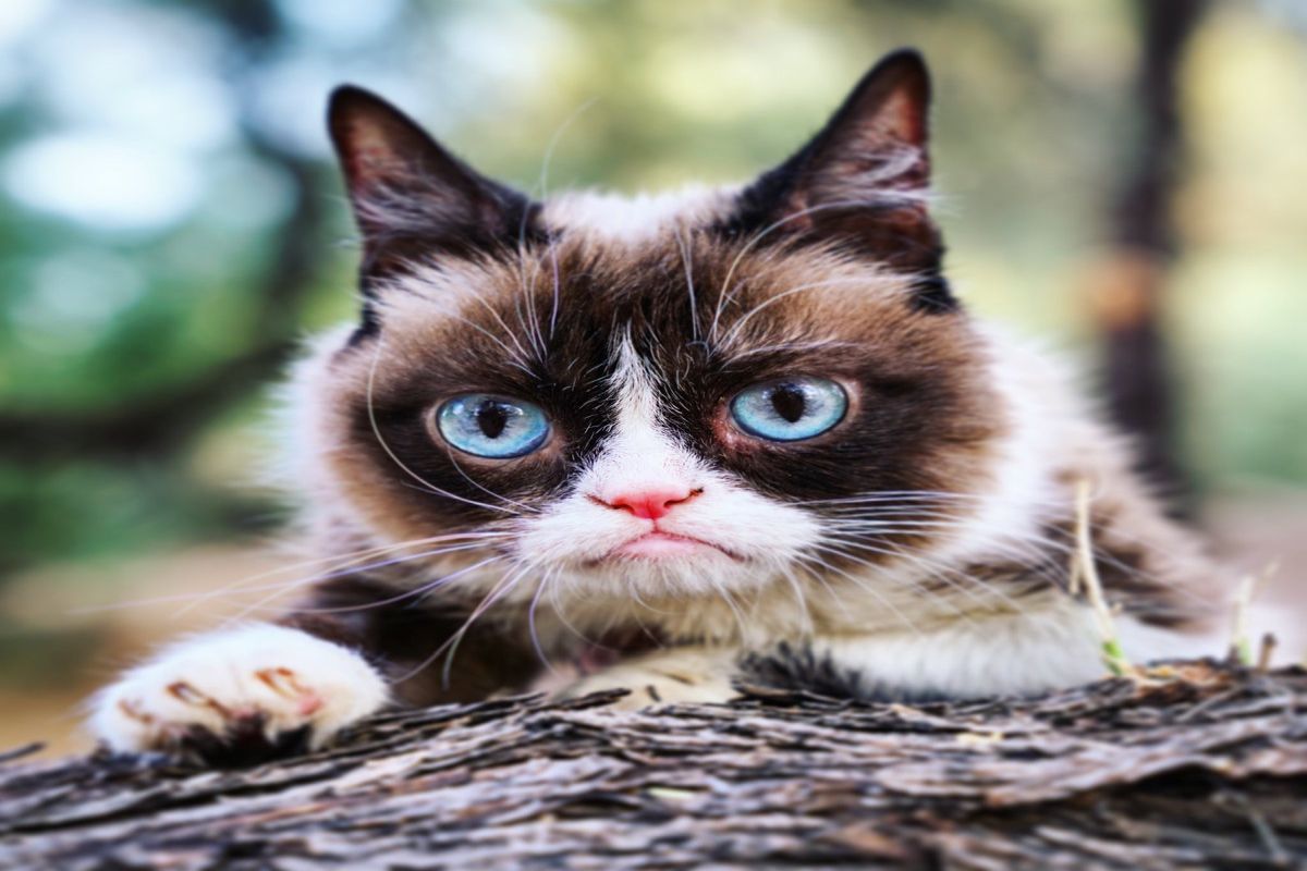 Internet sensation Grumpy Cat passes away