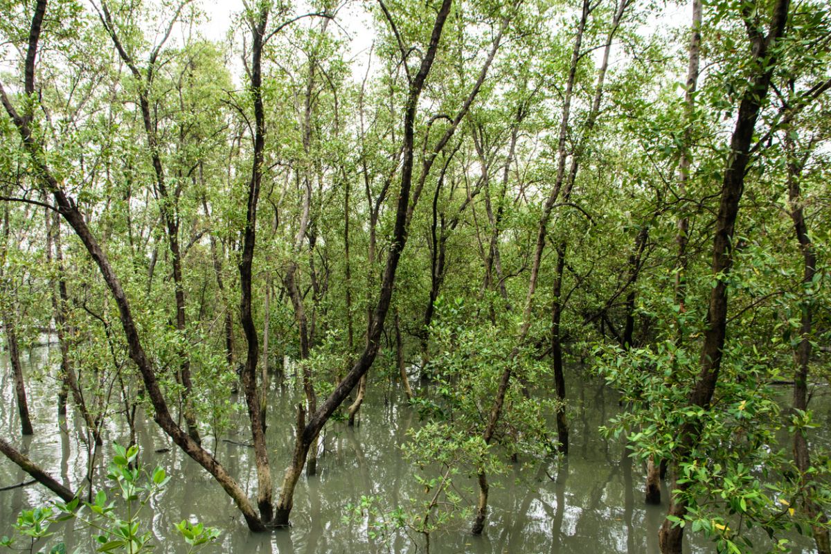 Mangroves destroyed to build helipad?