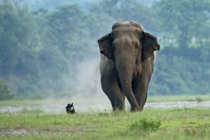 Mother elephant gets violent after calf dies, kills man in Jhargram