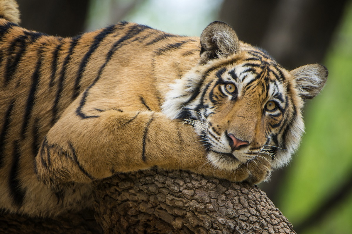 Still threatened, Tigers, National Tiger Conservation Authority, NTCA, Gir forests, Madhya Pradesh