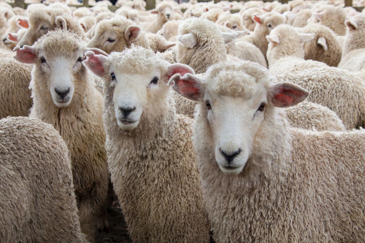 The violent sheep wool shearing process - The Statesman