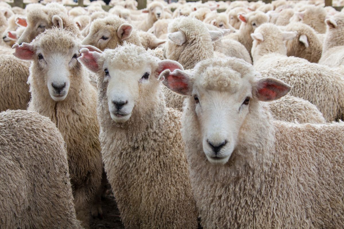 
                                HP imports Australian sheep to improve quality of wool                            