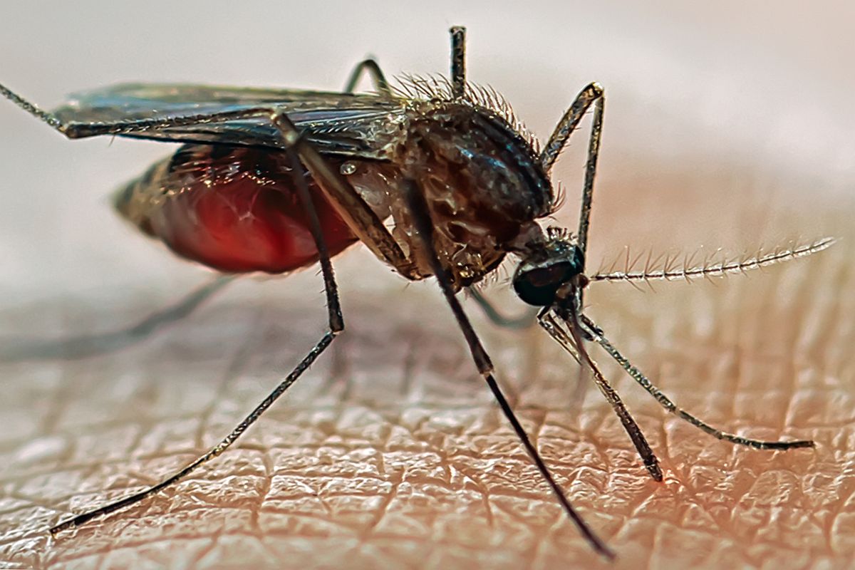 15 dead, over 15,000 infected by dengue in Sri Lanka