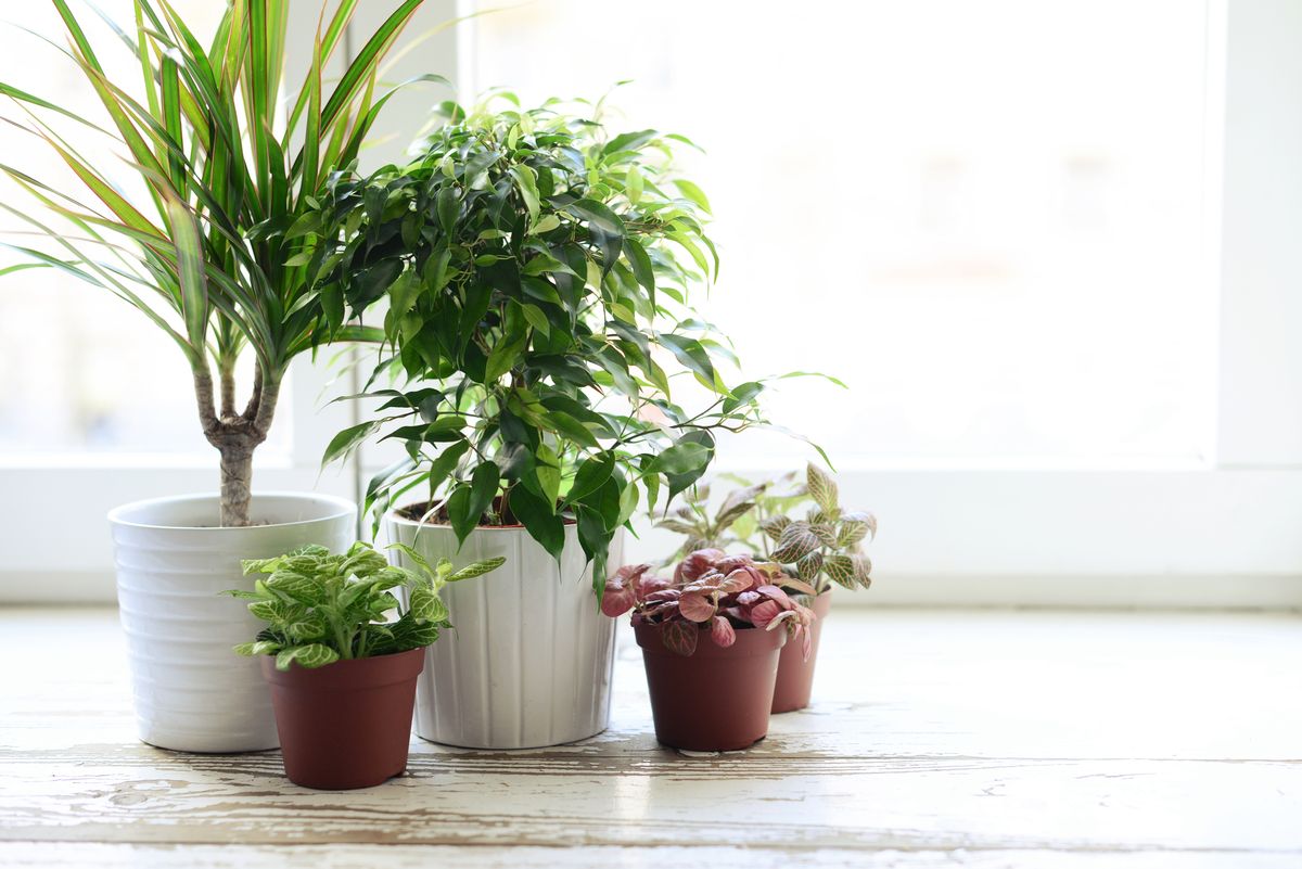 Beautify your homes taking advantage of good luck indoor plants