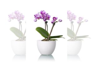 indoor plants, good luck plants, money plant, lucky bamboo, potted orchids, basil, palms, Sago Palm, Lady Palm, Areca Palm, European Fan, household plants