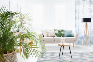 indoor plants, good luck plants, money plant, lucky bamboo, potted orchids, basil, palms, Sago Palm, Lady Palm, Areca Palm, European Fan, household plants