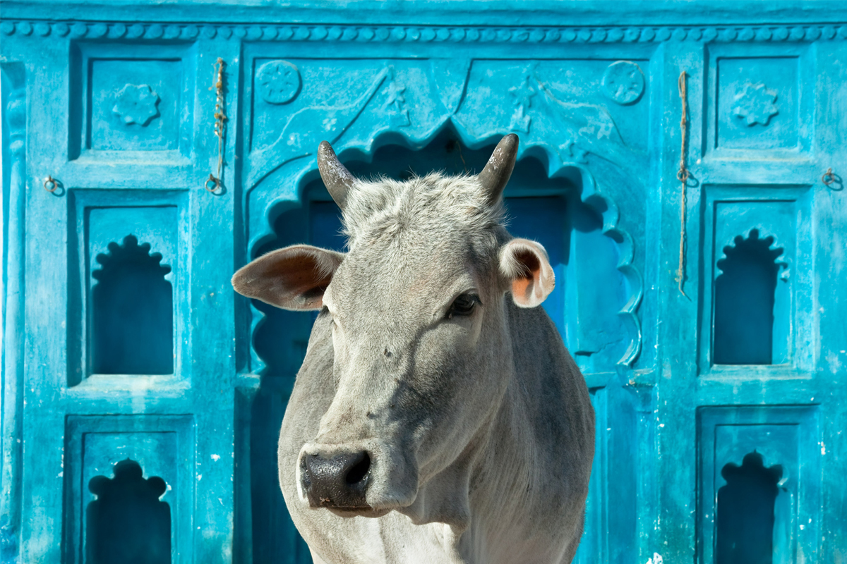 Gau Dhaba, Muzaffarnagar, Gaushala, Shree Param Dham, protection of cow