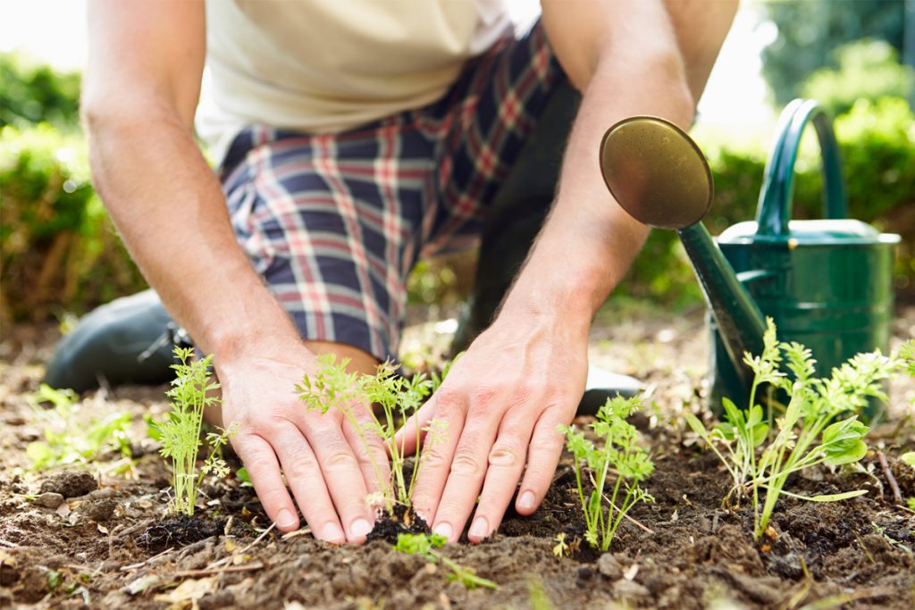 How to create gardens at home The Statesman