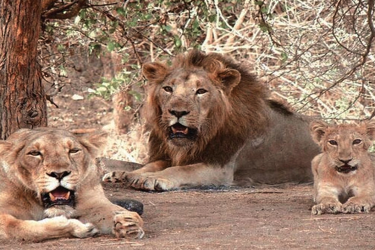 Gir National Park to remain shut for four months from Sunday