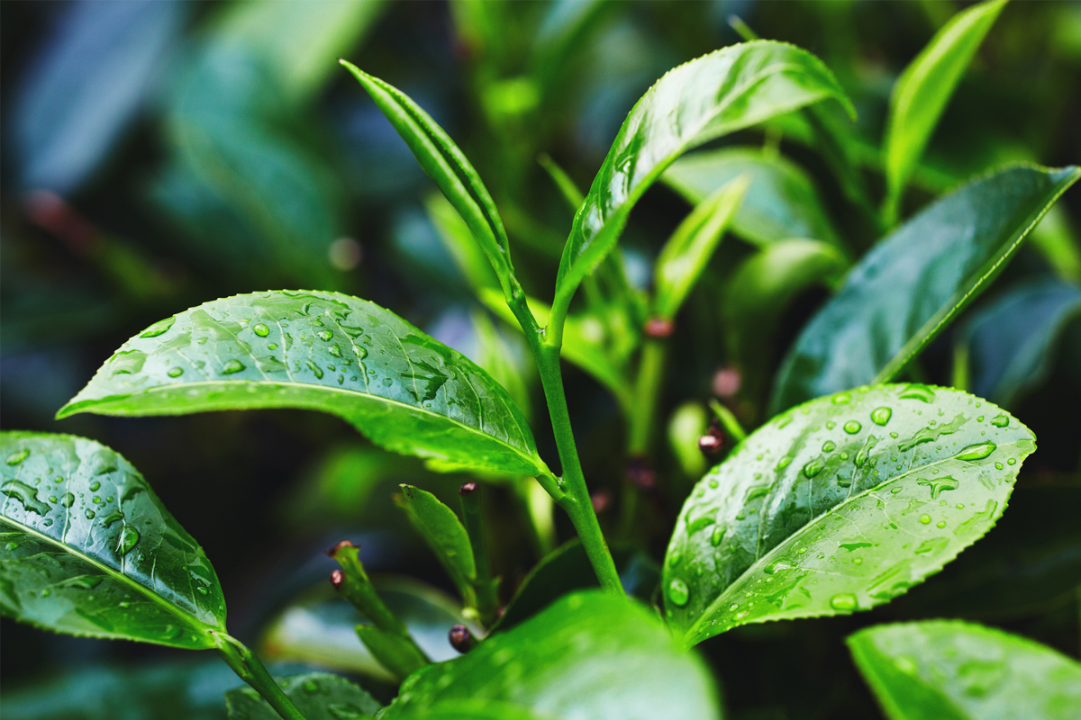 Lashing rains hit tea gardens