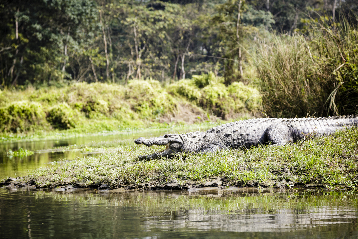 Crocodile strays into farm in Gujarat; rescued