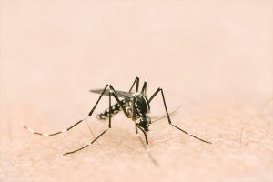 Delhi civic bodies gear up to tackle vector-borne diseases